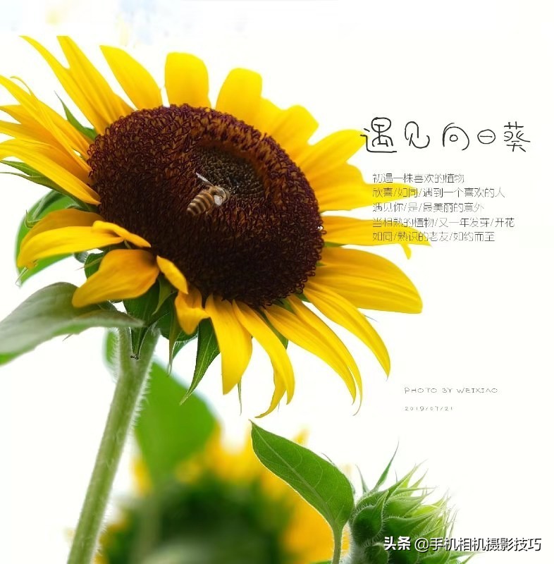 你拍的照片为什么不满意，这些小细节，注意到了吗？