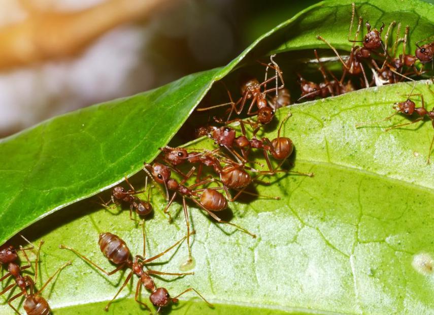 蚂蚁搬家的经过,蚂蚁过河用的什么办法