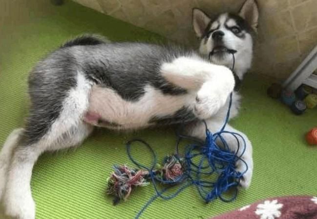 狗狗懒到这三件事都不做,狗狗总是有这些行为说明它想你了