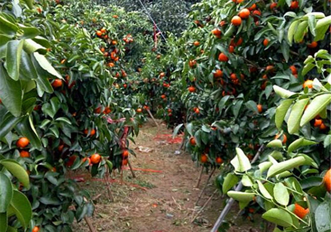沙糖桔种植后施肥方法,沙糖桔全年的管理技术