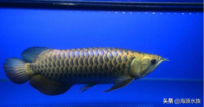 和龙鱼混养的最佳搭档,什么鱼和龙鱼可以混养