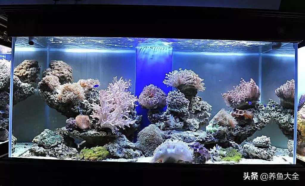 鱼缸放置最佳位置,放置鱼缸三注意