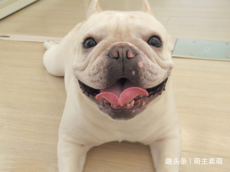 狗狗排行榜前十名最高贵的十种狗,宠物狗当中什么品种的狗狗最聪明