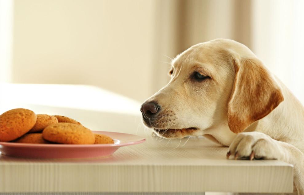 聪明又不掉毛无体味好打理的狗狗,狗狗从小怎样训练让它更聪明