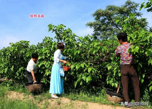 咸阳人：周末，到兴平摘桑葚走！