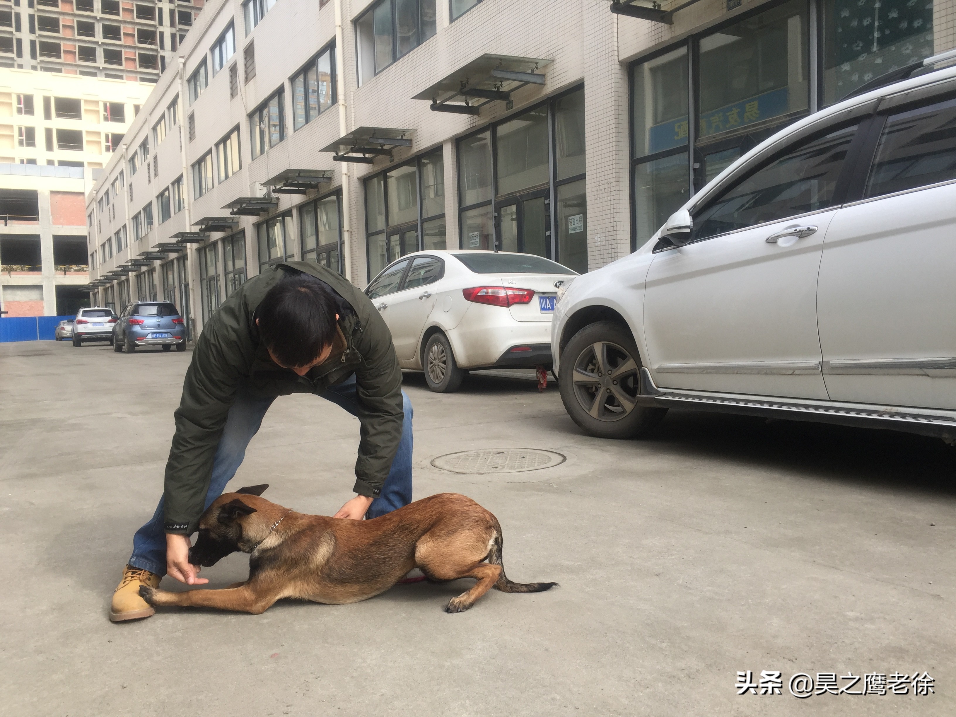 简单训练马犬狗狗之坐和卧