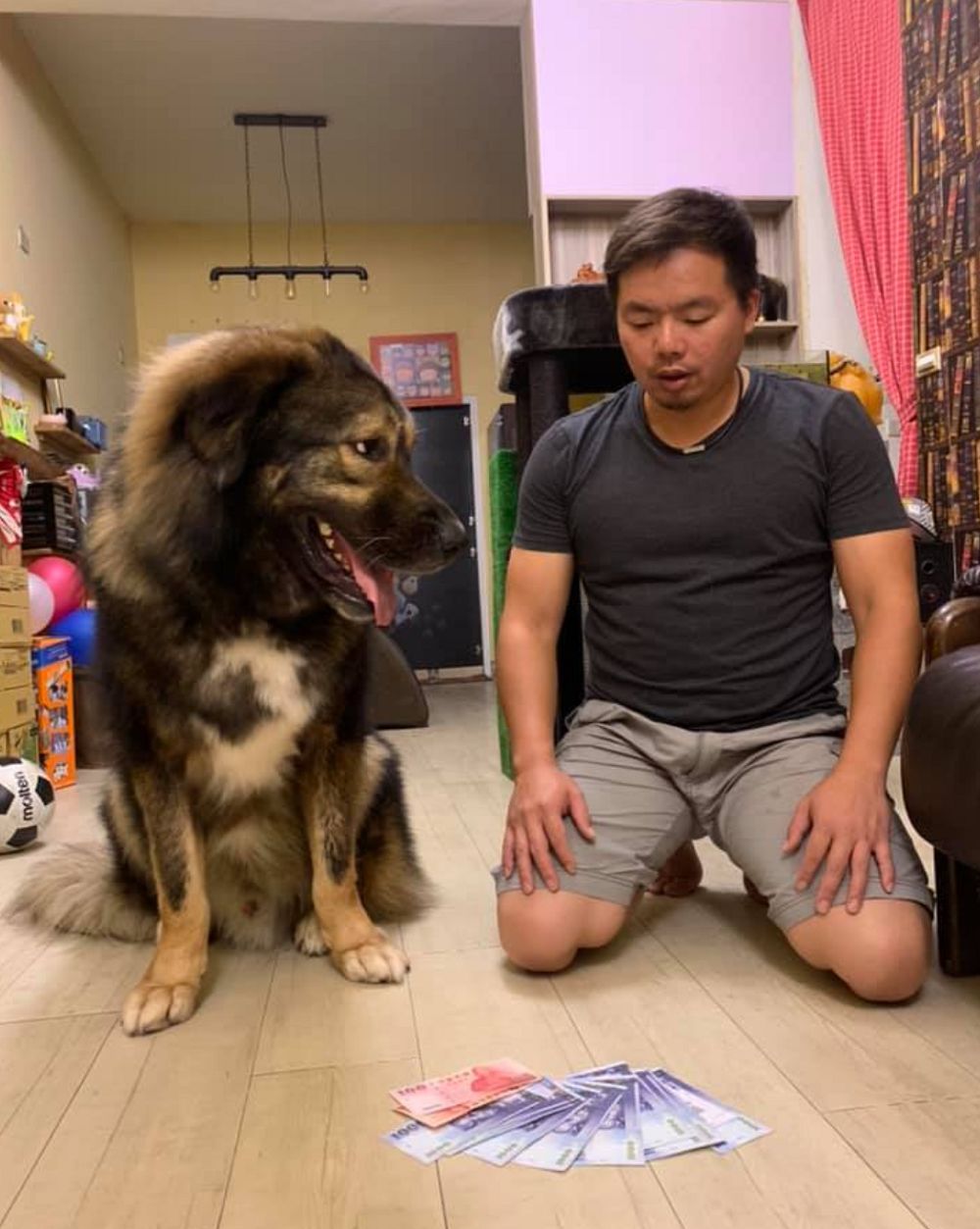 狗狗在家捡到钱,狗狗在家里居然可以挣那么多钱