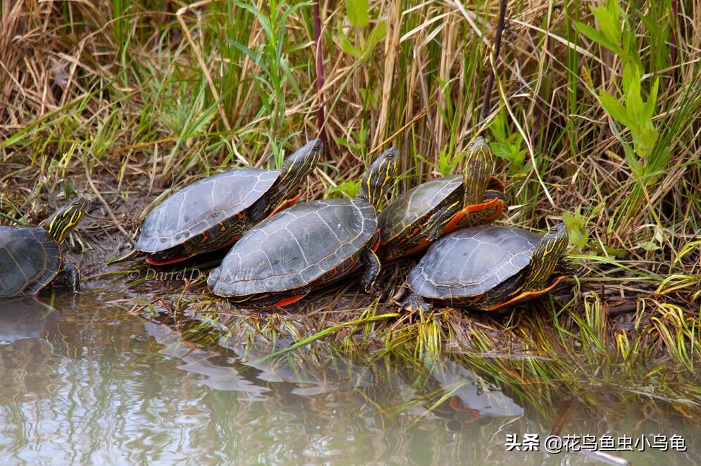 东锦龟和西锦龟长大后哪个好看,南石龟什么颜色最好看