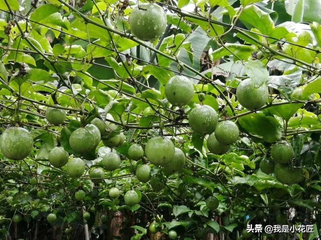 适合阳台种植的爬藤植物都有哪些,家庭阳台种什么爬藤植物比较好