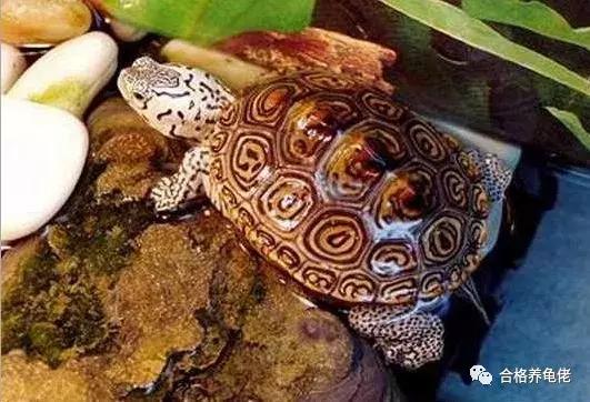 饲养龟类需要注意什么事项,乌龟种龟都需要过滤饲养吗