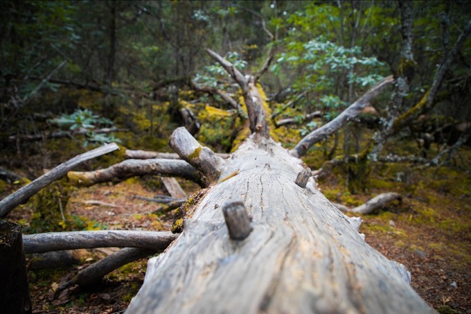 消失的地平线上的“香巴拉”和“女儿国”（二）