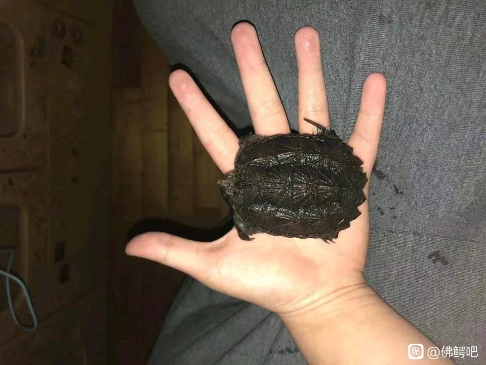 鳄龟的饲养方法和技巧,鳄龟多大缸适合