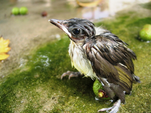 鸟窝朝上下雨是什么原因,下雨天鸟窝怎么解决的