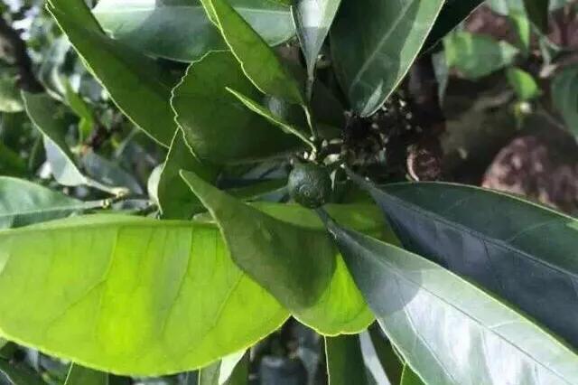 宁海长街文围村视频,最新宁海长街文围村