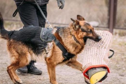 德国牧羊犬好不好,德国牧羊犬养公的还是母的好