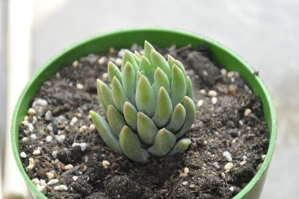 多肉千佛手叶片发蔫？这4种情况都有可能导致，看看如何解决！