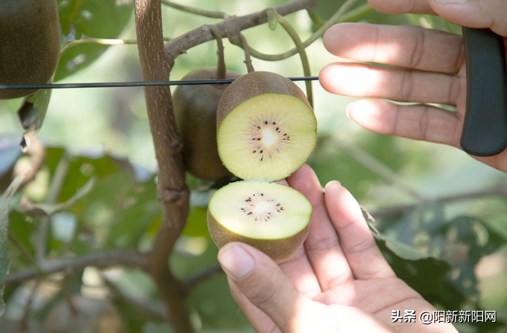 阳新县新闻,湖北鄂州阳新新闻