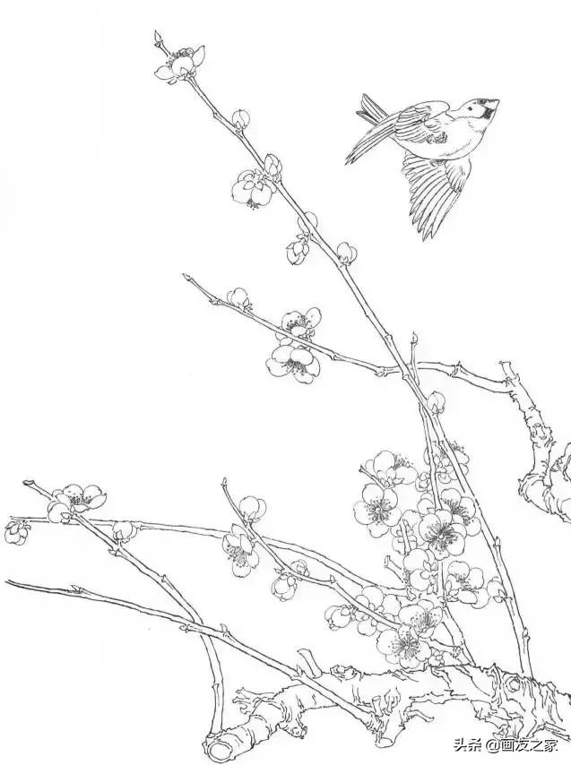 工笔梅花教学,工笔梅花设色技巧