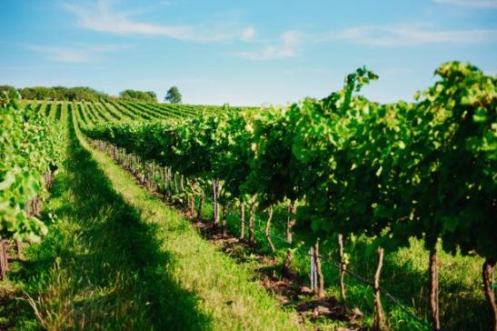 阳光玫瑰葡萄大棚高产种植技术,种植葡萄学习