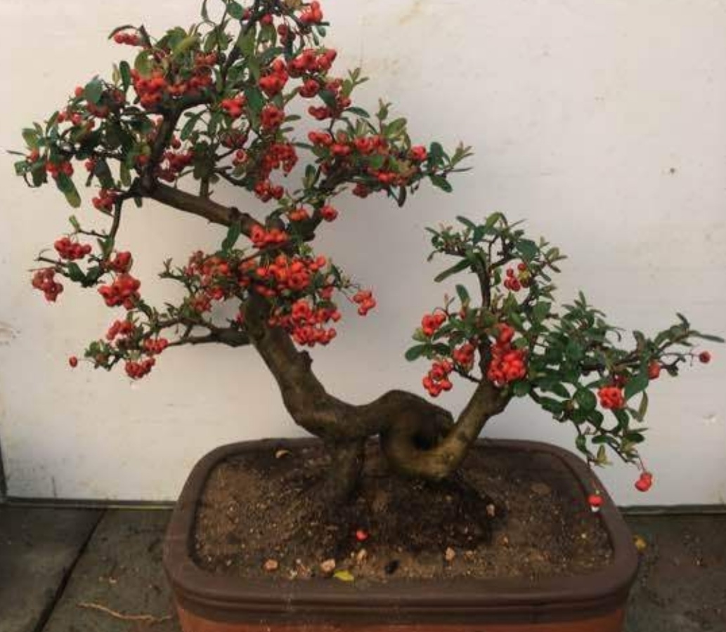 什么样的树耐寒常青可以做盆景,啥树适合做盆景的全过程