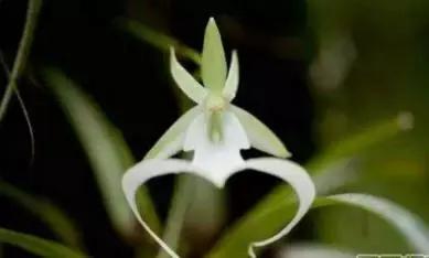 史上最全的兰花鉴赏,兰花品种之精品欣赏