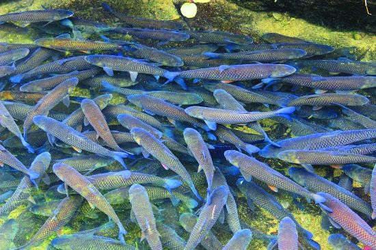 吃条鱼也能炫耀一整天，长不大的清水鱼，为何还有人抢着养？