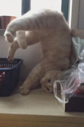 养猫咪的5大隐性危害宠物猫,养猫咪的5大隐形危害宠物猫