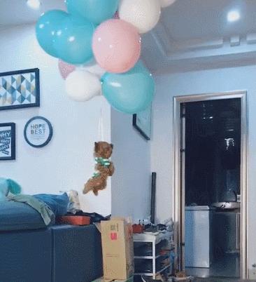 泰迪狗狗劝退行为视频,泰迪怼天怼地怼空气还咬人