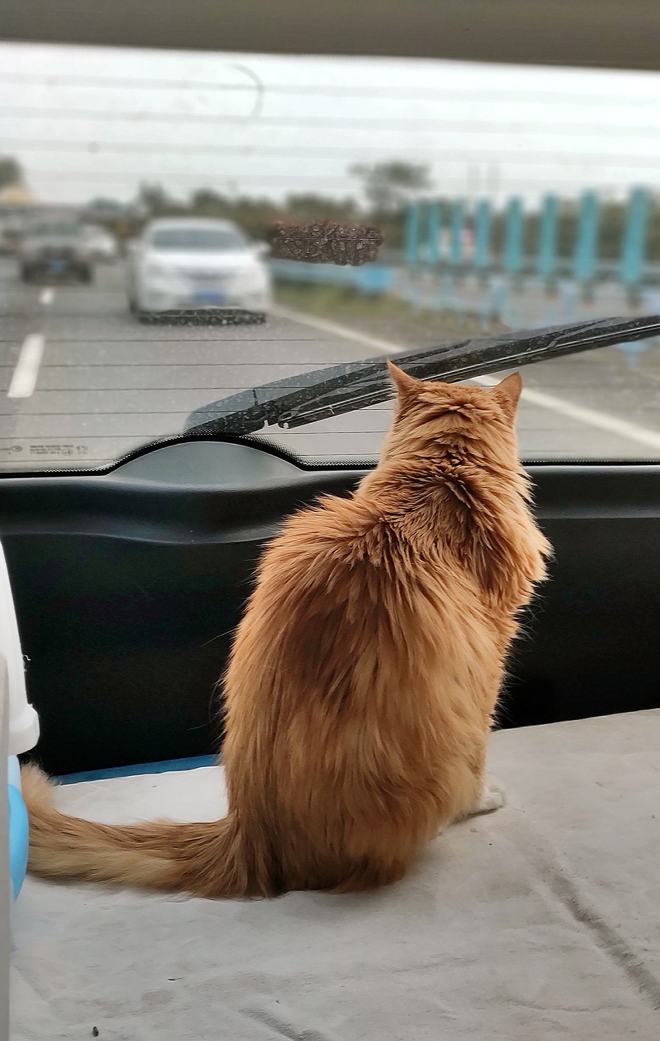 带猫长途自驾需要注意什么,带猫自驾游视频大全