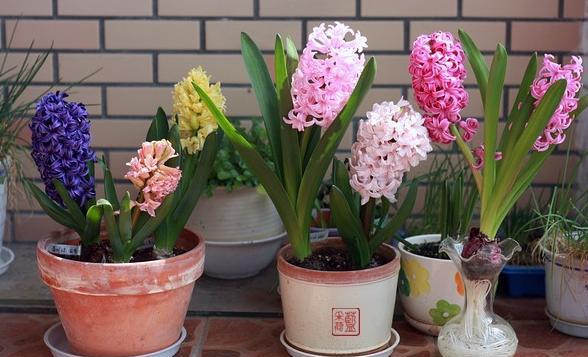 风信子开完花后怎么处理视频,风信子开花后怎么处理种球