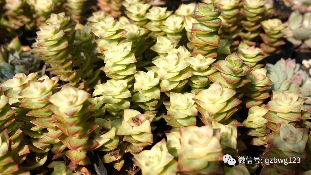 曲周县西木多肉科技,河北曲周多肉植物批发