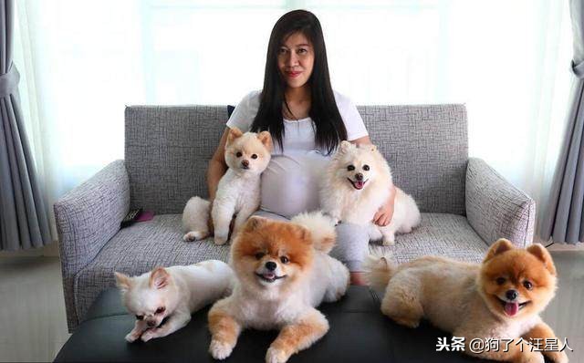 新手怎么饲养博美犬8大注意事项,养博美的5大禁忌
