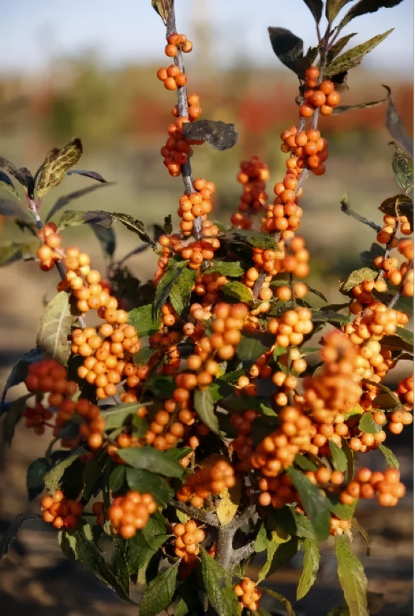 北美冬青耐阴么,北美冬青为什么这么贵