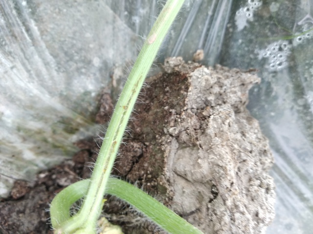 西瓜裂蔓,西瓜裂蔓图片