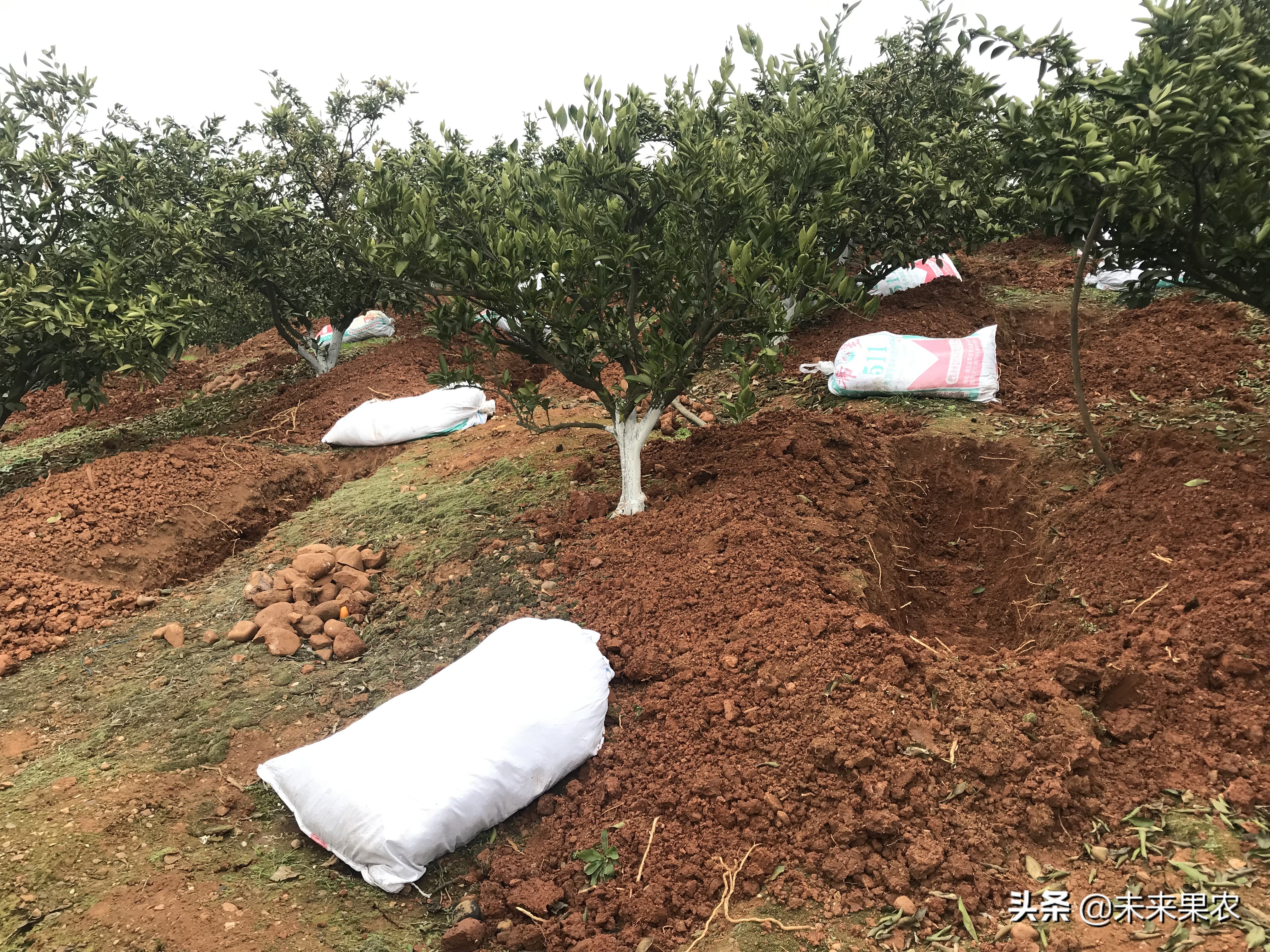 柑橘果子上长黑斑点是什么原因,柑橘果实有青斑点怎么防治