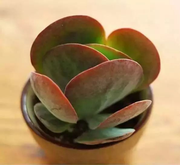 多肉早安图片大全,多肉大全100图