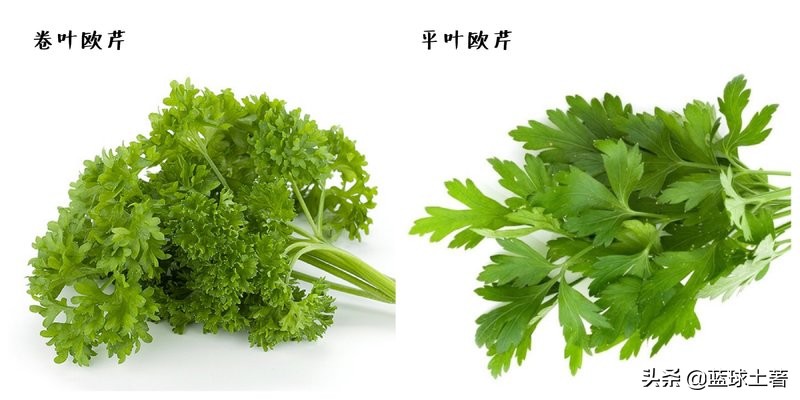 西餐不放葱姜怎么去腥,西餐放的香料