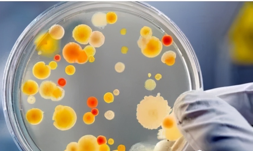 济南版八年级上册生物知识点归纳,八年级上册生物期末必考的知识点