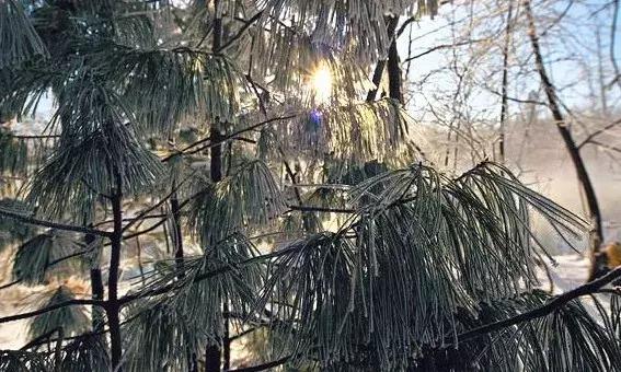 雾凇之美宛若仙境,连云港花果山雾凇美得像仙境