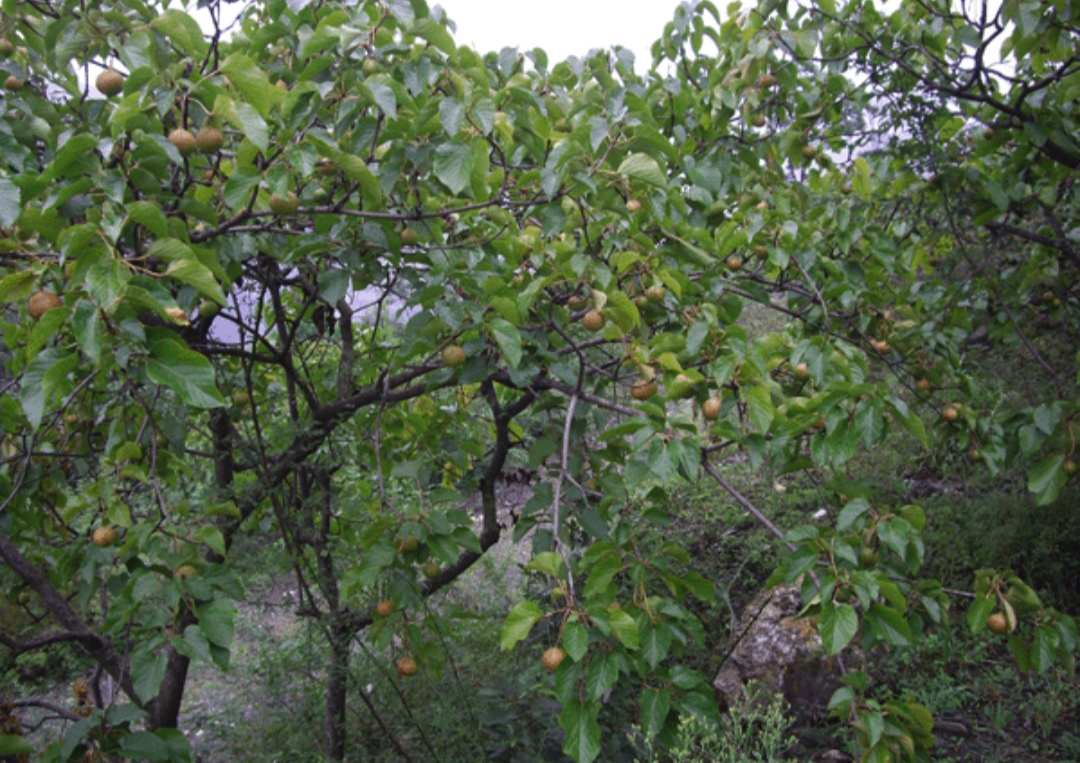 鎴峰涓嶈兘瑙︾鐨勬瘨鑺辨湁鍝簺,鍝簺姣掕姳涓嶈兘瑙︾