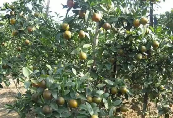 过期农药使用对环境的危害,水果残留的农药对人体有什么危害