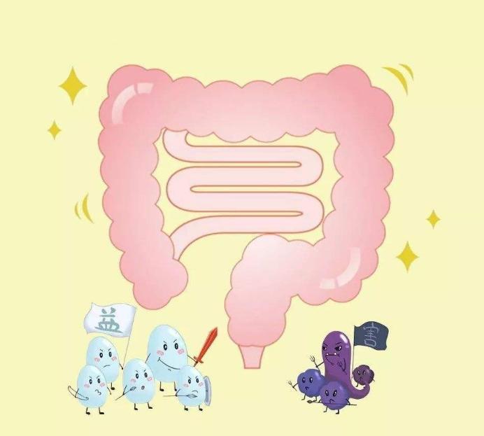 贵宾犬总是拉软便怎么办,贵宾犬的肠胃怎么调理