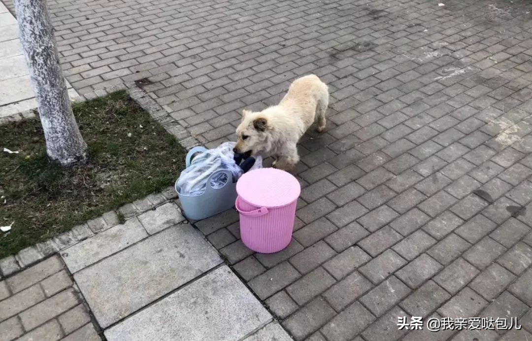 被全网通缉的狗,全网通缉的狗是谁