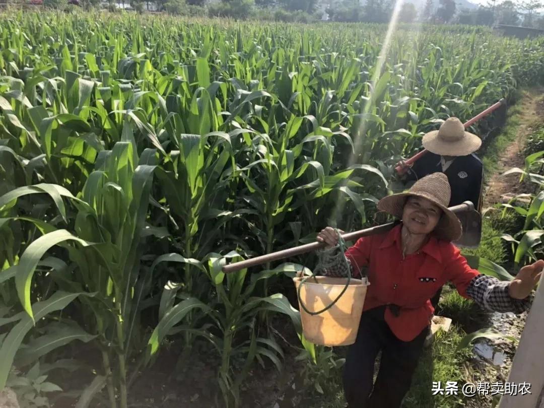 来自云南大山新鲜的橙子,新鲜爆甜水果玉米