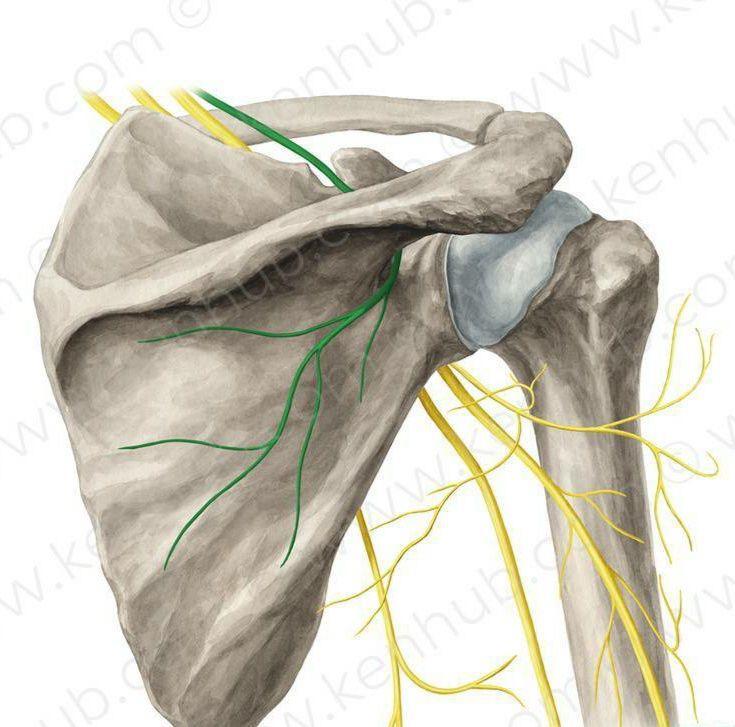 肌肉紧张？手臂发麻？你需要这套简单实用的瑜伽理疗方案