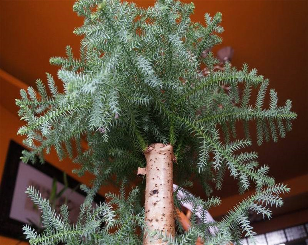 澳洲杉枯黄了还会活吗,澳洲杉怎么换盆后慢慢黄叶了