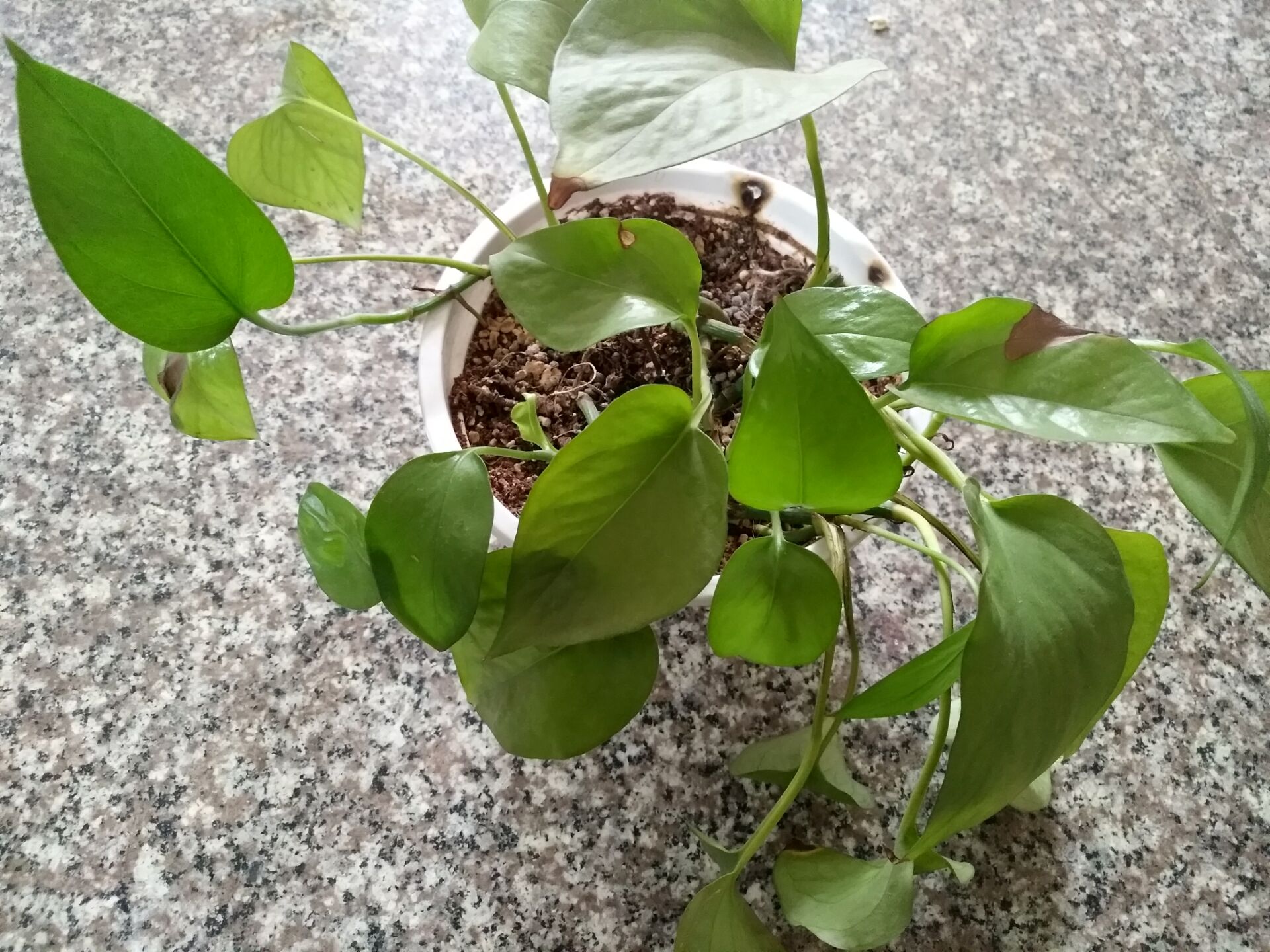 绿萝长得太茂盛应该怎么处理,绿萝越长越慢怎么办