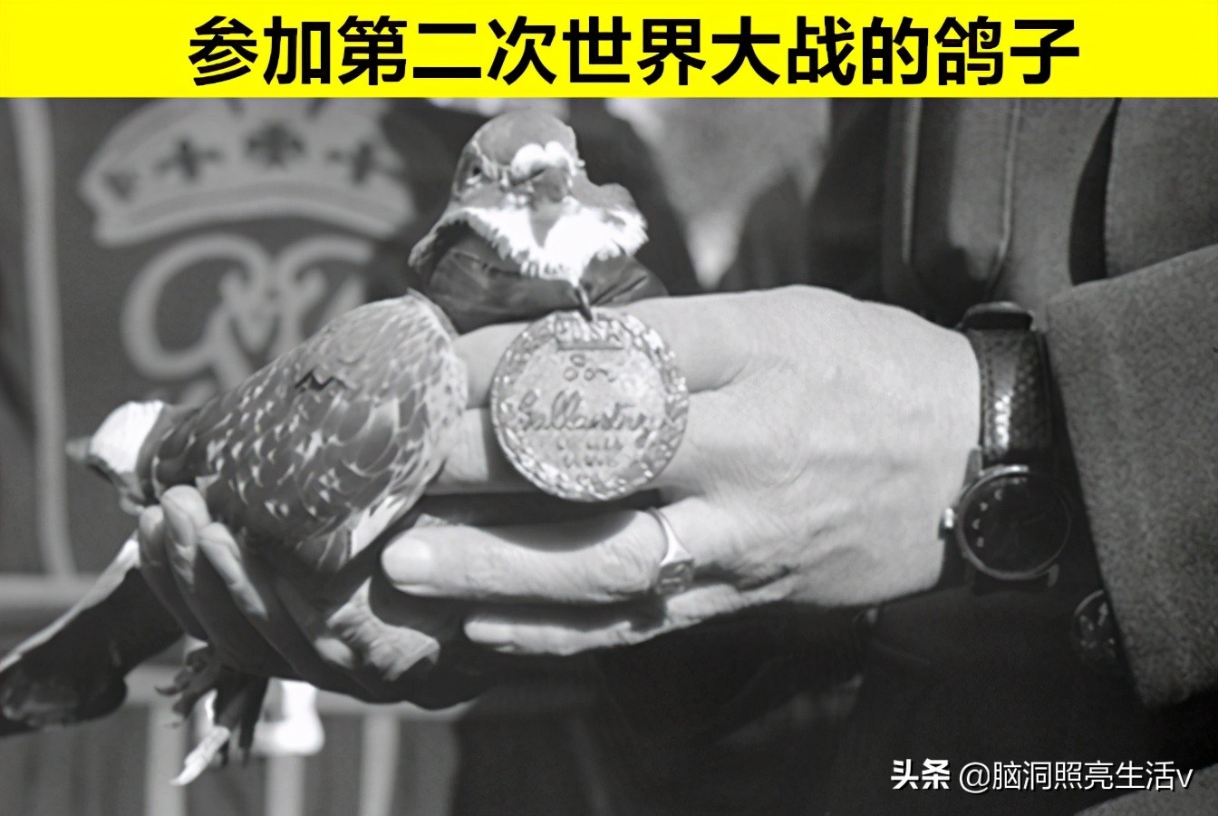 动物界的超级英雄?因为做出杰出贡献,而获得至高荣誉的7个动物