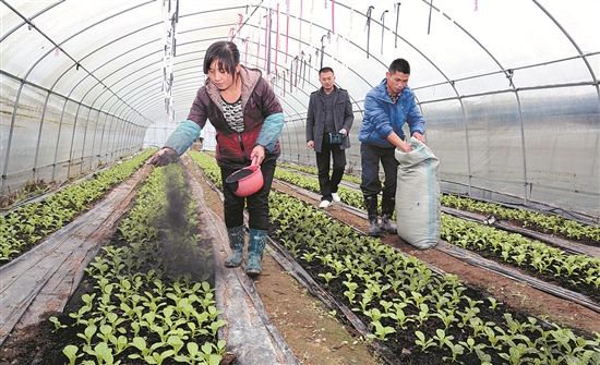 万能的草木灰，现在意识到这块“宝”还不算晚