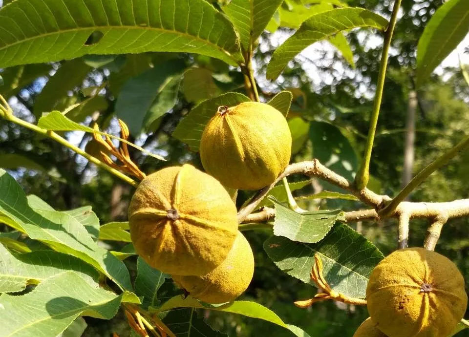 核润野生山核桃油,核桃油健脑益智